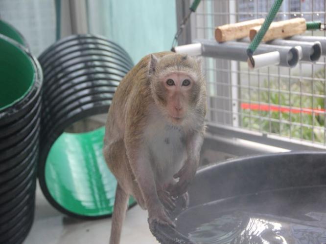 Enrichment | Macaques